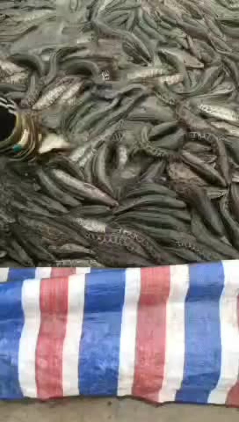 黑鱼又称乌鱼成活率极高利润高回本快赖养