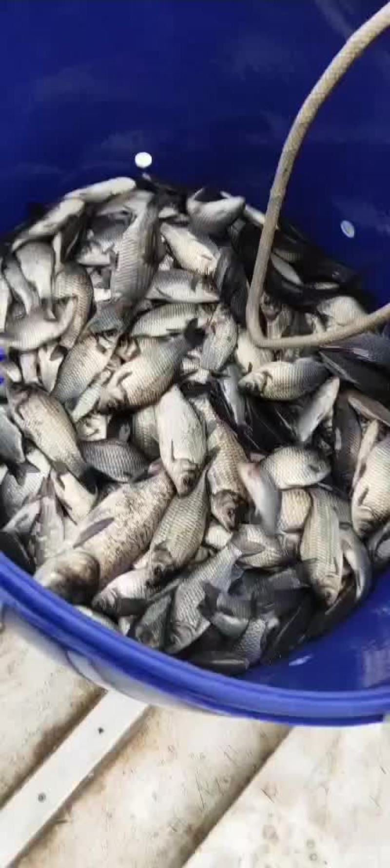 鲫鱼5两1斤7尾左右的繁殖率高利润高
