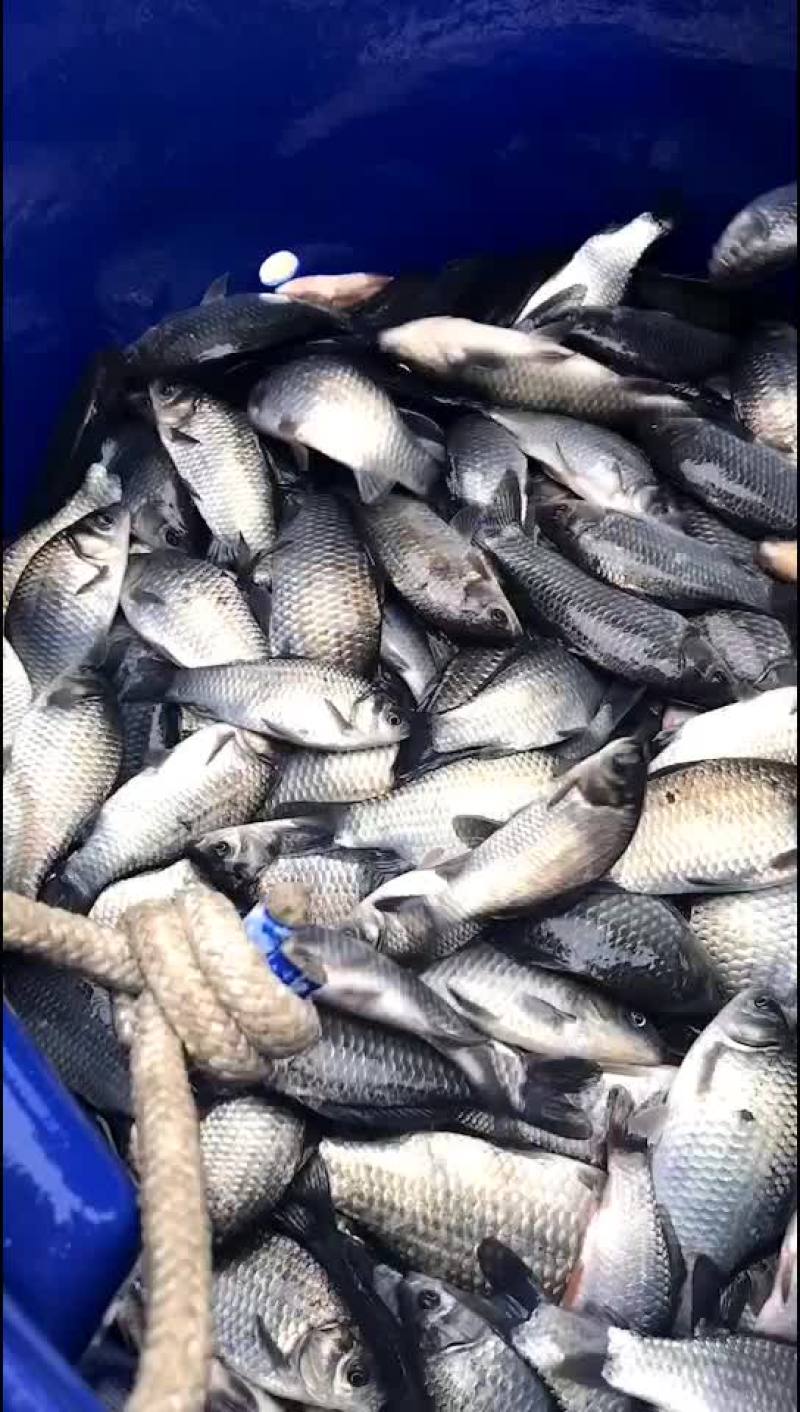 鲫鱼5两1斤7尾左右的繁殖率高利润高