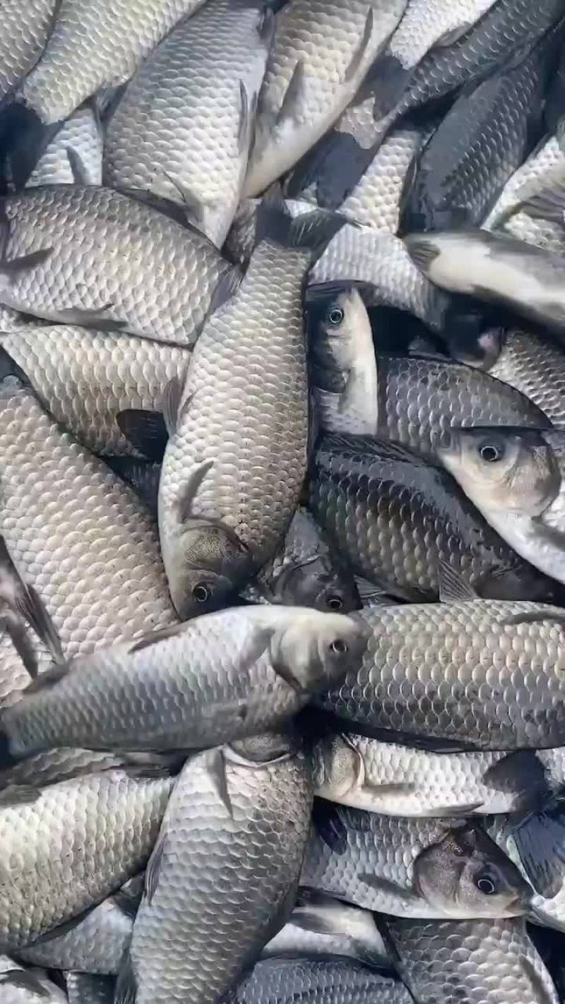 中科三号鲫鱼精品湘云鲫黄金鲫皮毛绝对繁殖率高