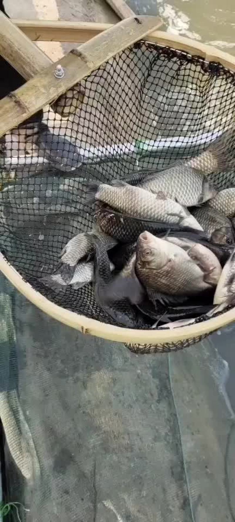 中科三号鲫鱼精品湘云鲫黄金鲫皮毛绝对繁殖率高