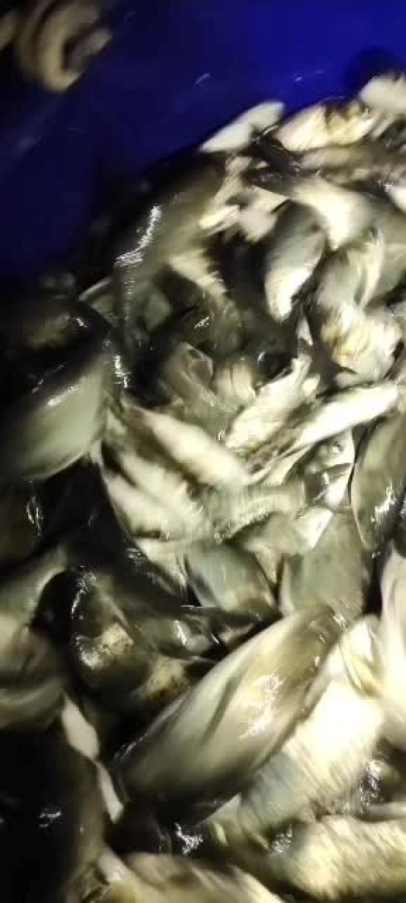 中科三号鲫鱼精品湘云鲫黄金鲫皮毛绝对繁殖率高