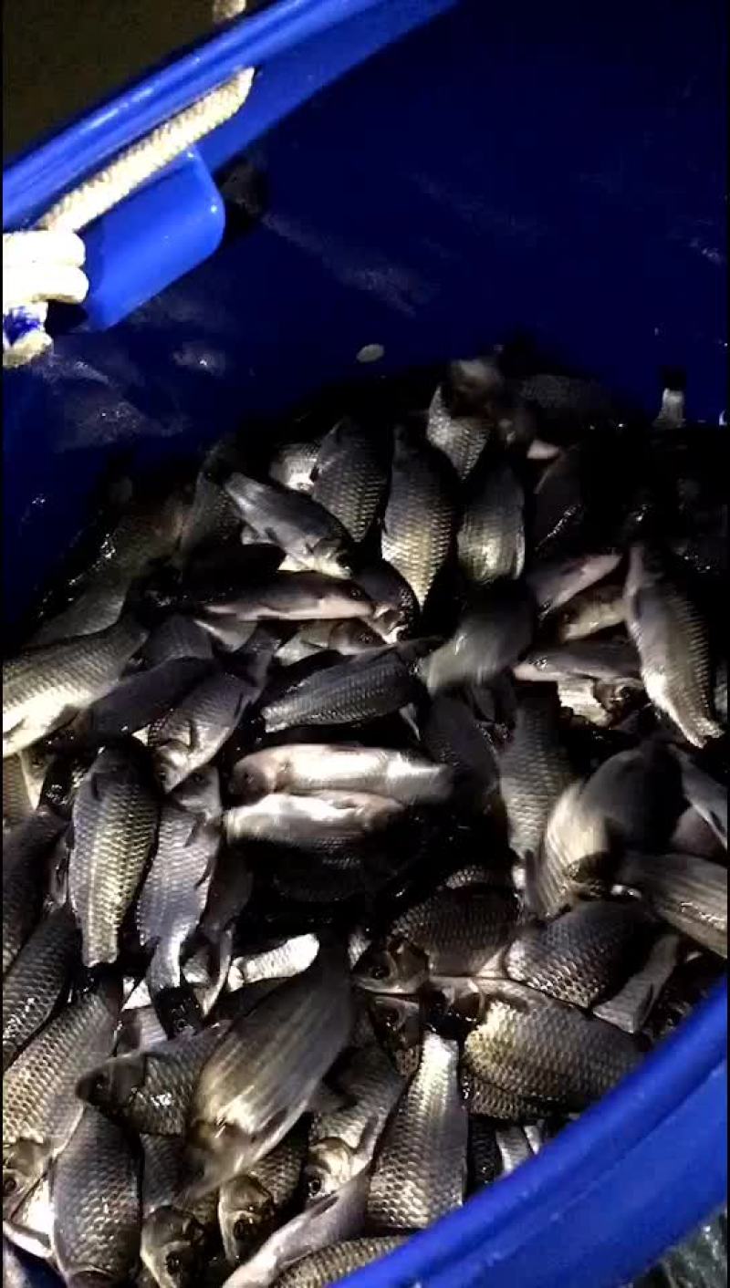 中科三号鲫鱼精品湘云鲫黄金鲫皮毛绝对繁殖率高