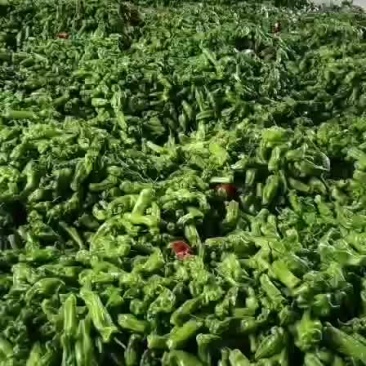 青椒白菜
