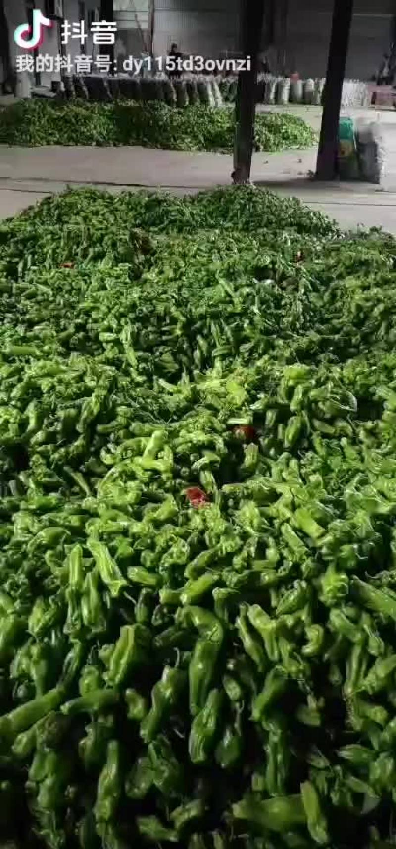 青椒白菜