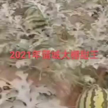 陕西大棚甜王西瓜月底上市