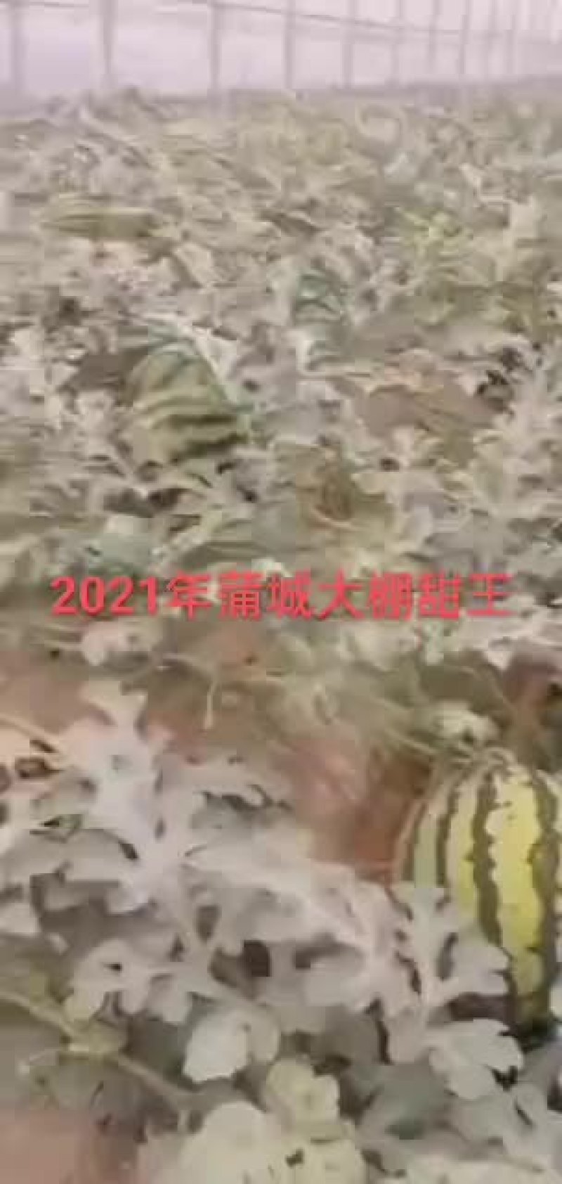 陕西大棚甜王西瓜月底上市
