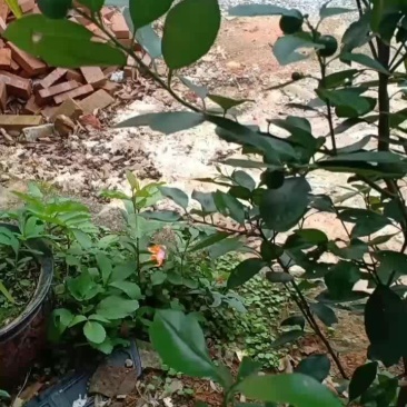 小青柠檬