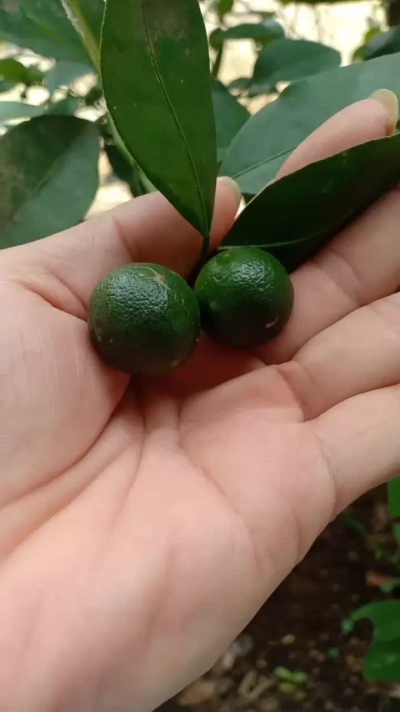 小青柠檬