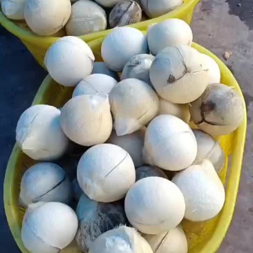 海南椰白，椰皇，椰子碗