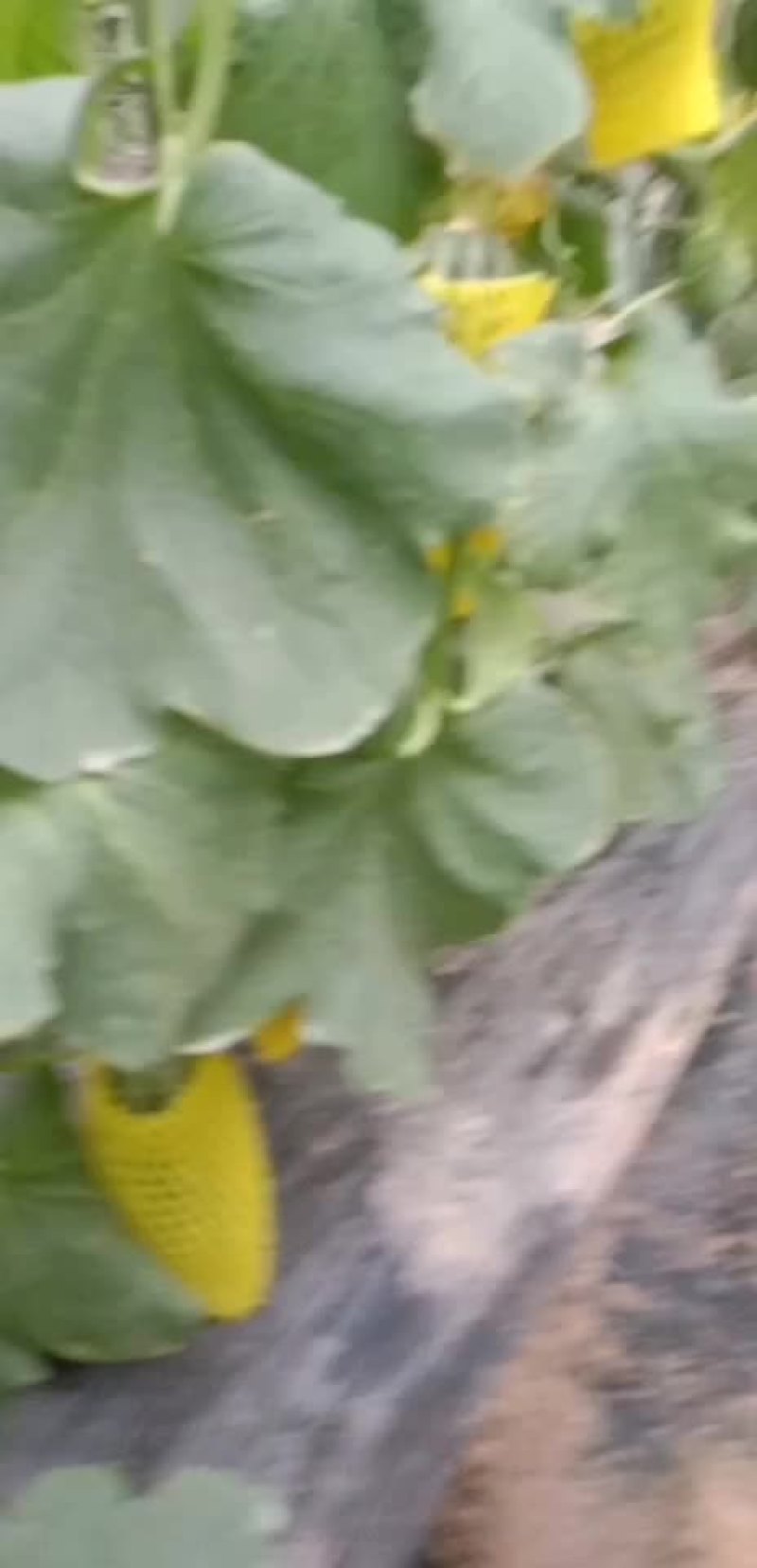 博羊9上市