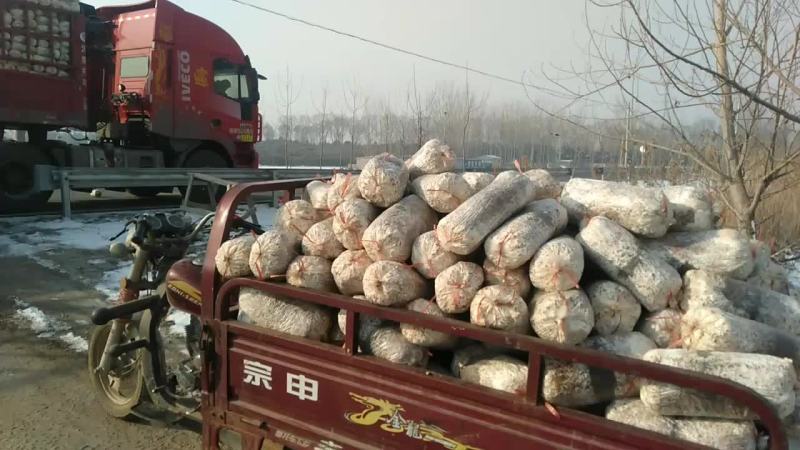 厂家直销优质平菇菌棒高产效益高，有需要的欢迎来电洽谈