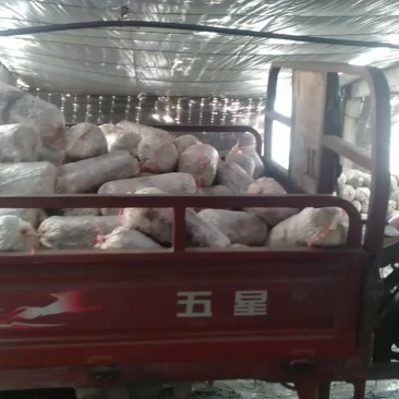 厂家直销优质平菇菌棒高产效益高，有需要的欢迎来电洽谈