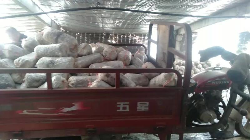 厂家直销优质平菇菌棒高产效益高，有需要的欢迎来电洽谈