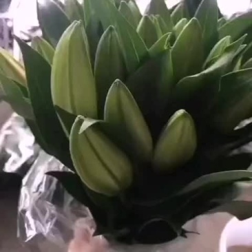 百合鲜切花