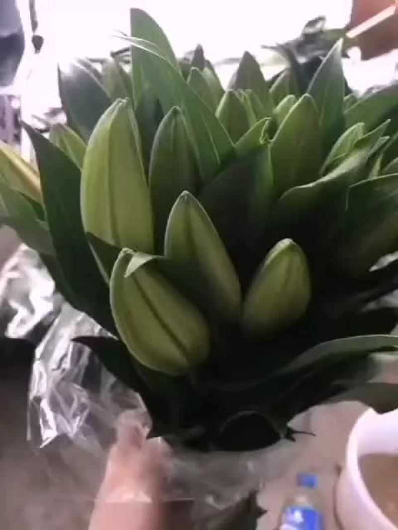 百合鲜切花