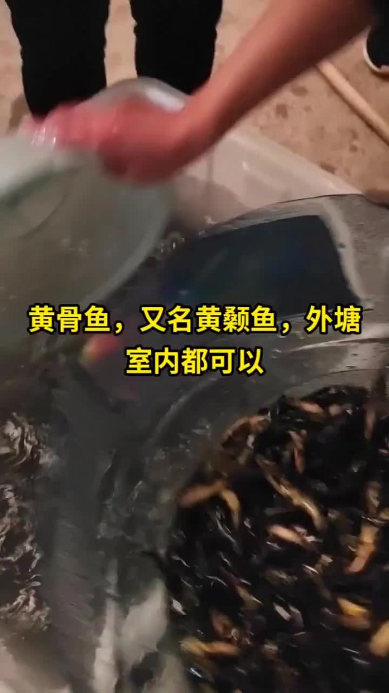 黄骨鱼苗黄颡鱼苗