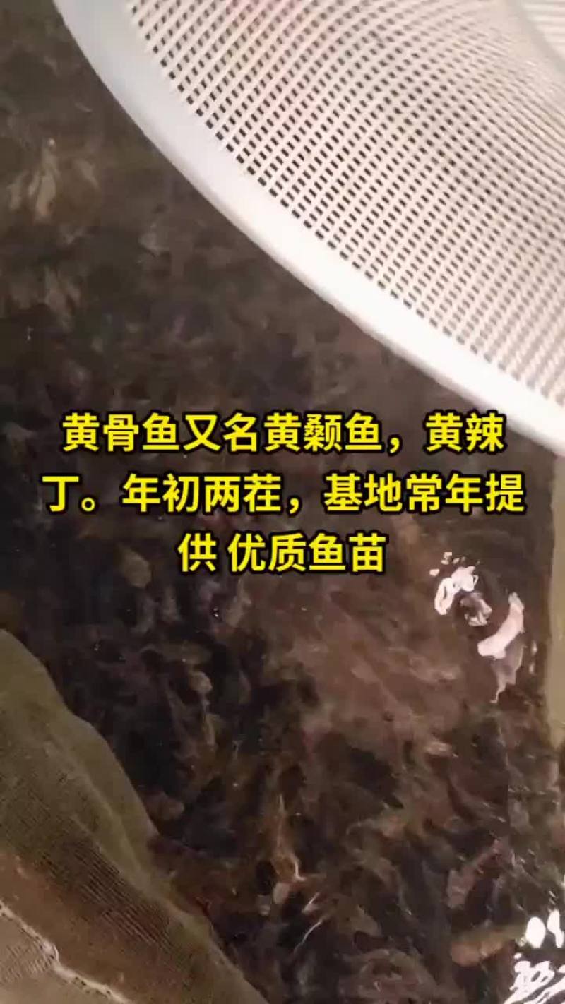 黄骨鱼苗黄颡鱼苗