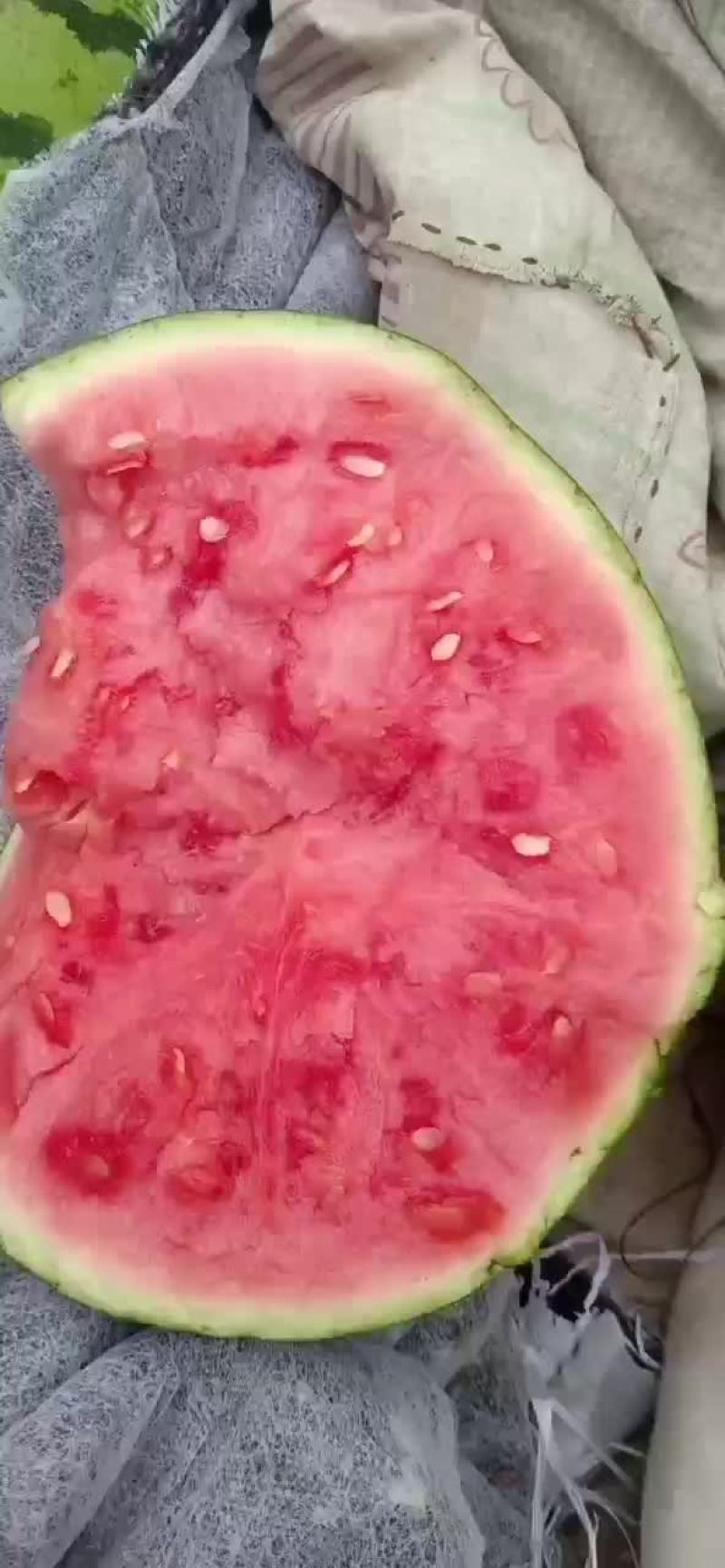 夏邑8424