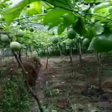 百香果
