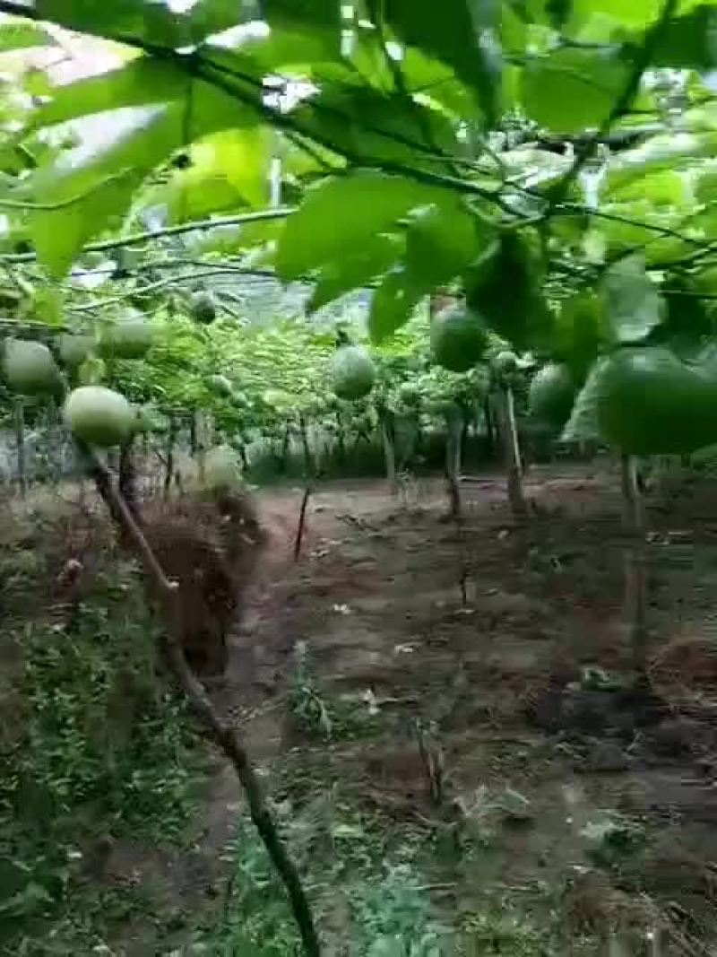 百香果