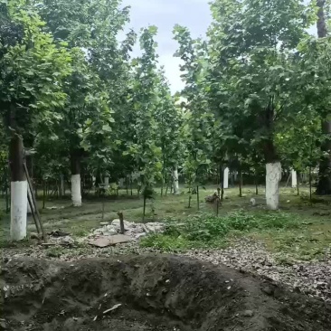 法桐