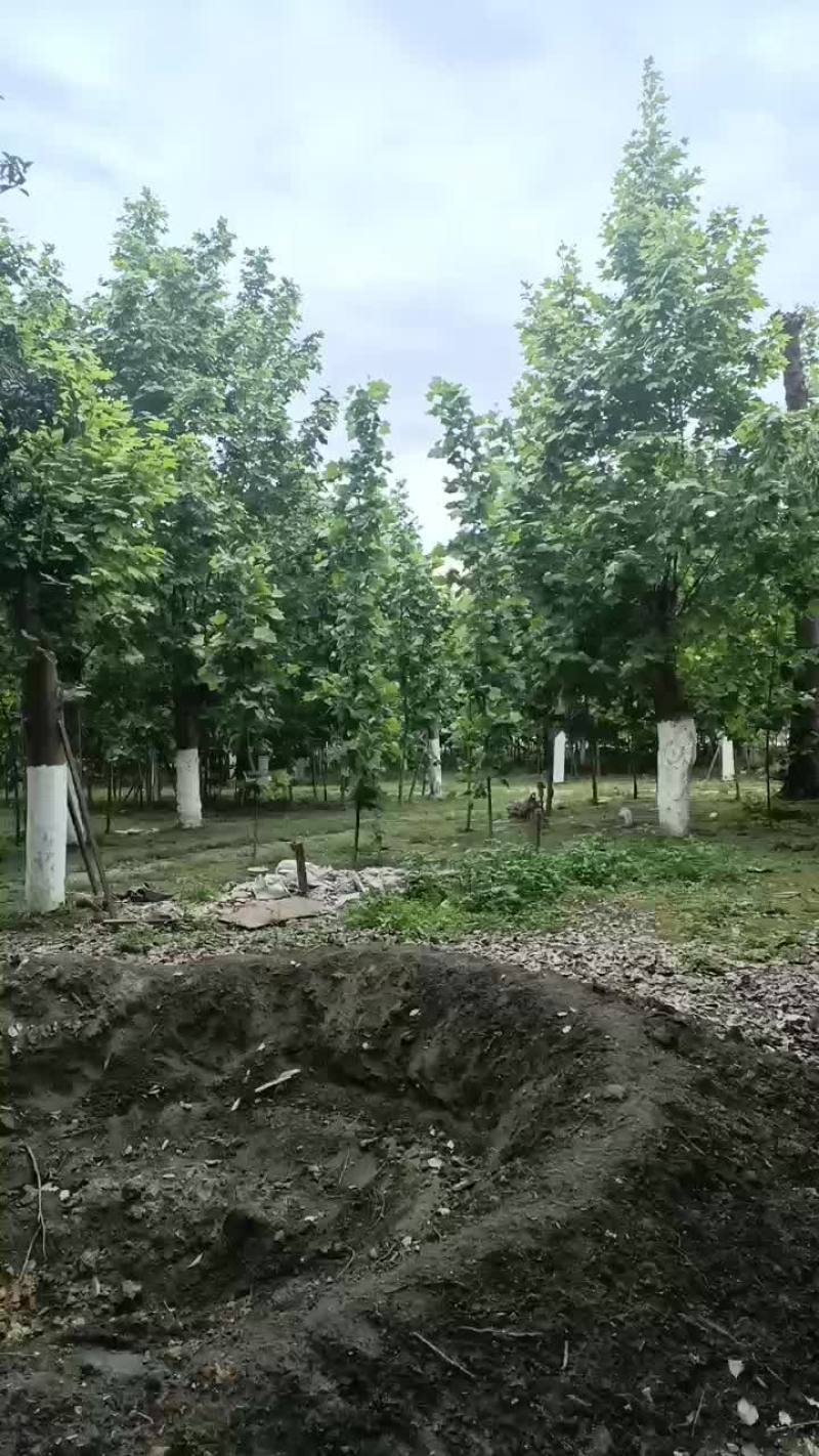 法桐
