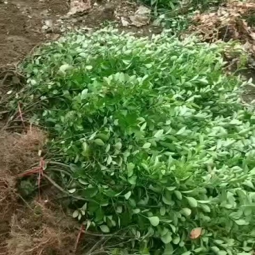 直立扶芳藤
