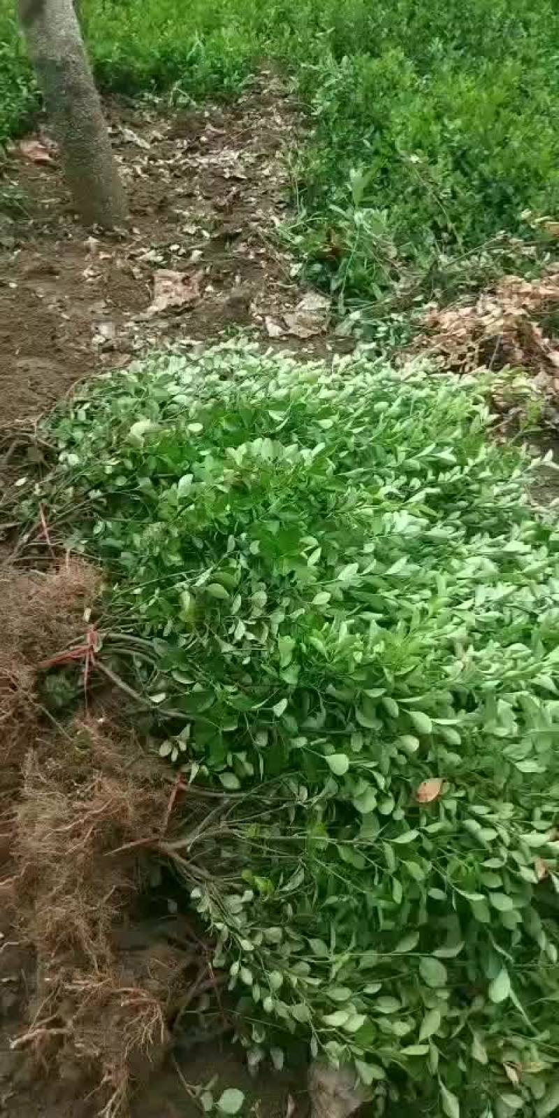 直立扶芳藤