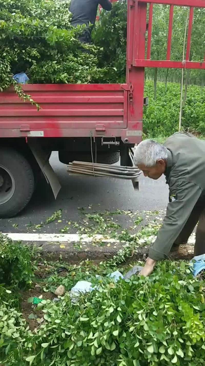 直立扶芳藤