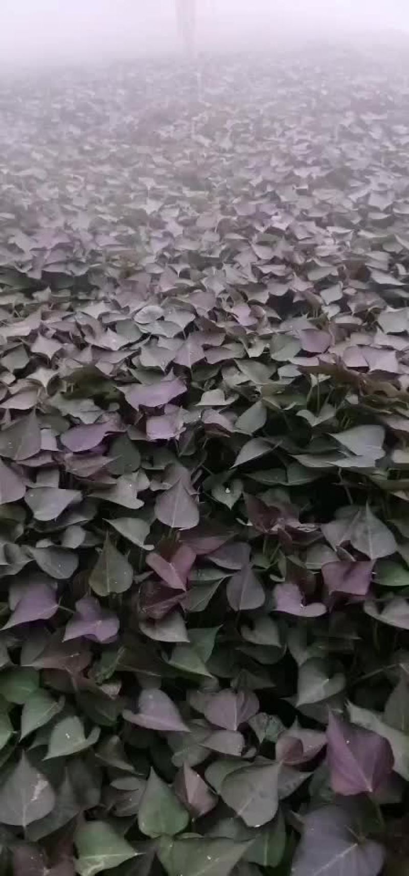 红薯苗