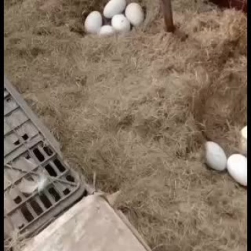 狮头鹅种蛋