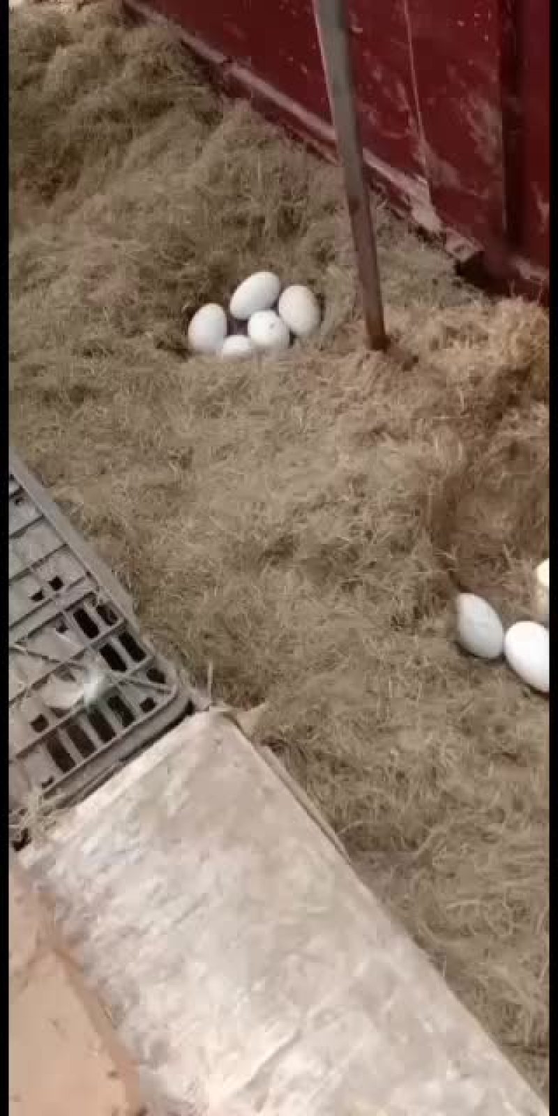 狮头鹅种蛋