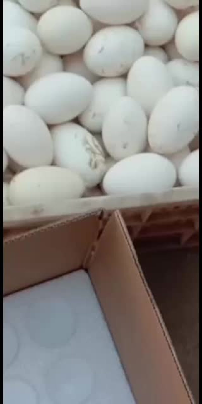 狮头鹅种蛋