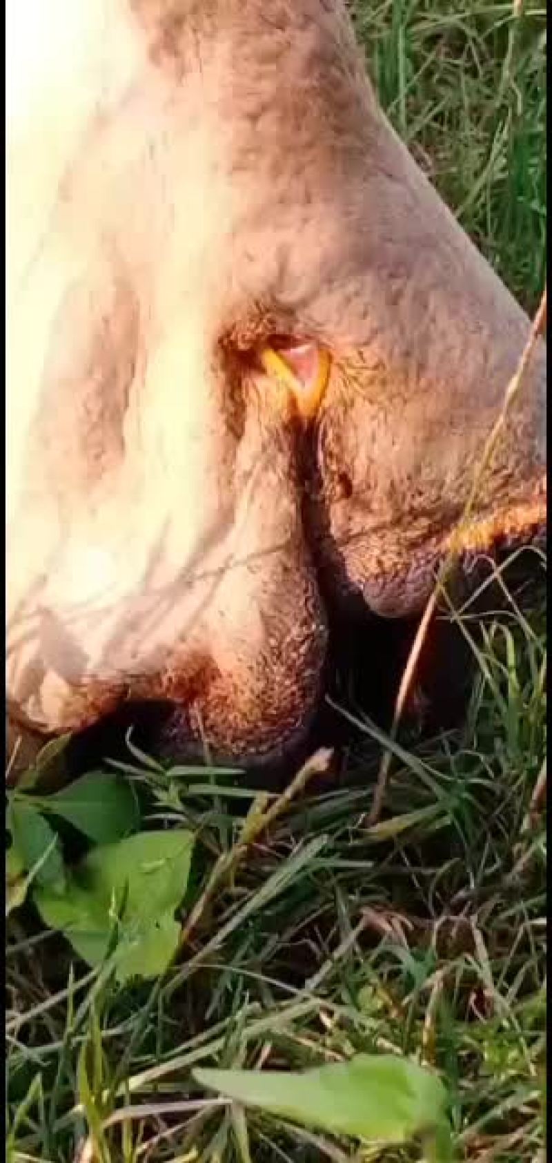 狮头鹅种蛋