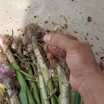 大蒜好货50起到80