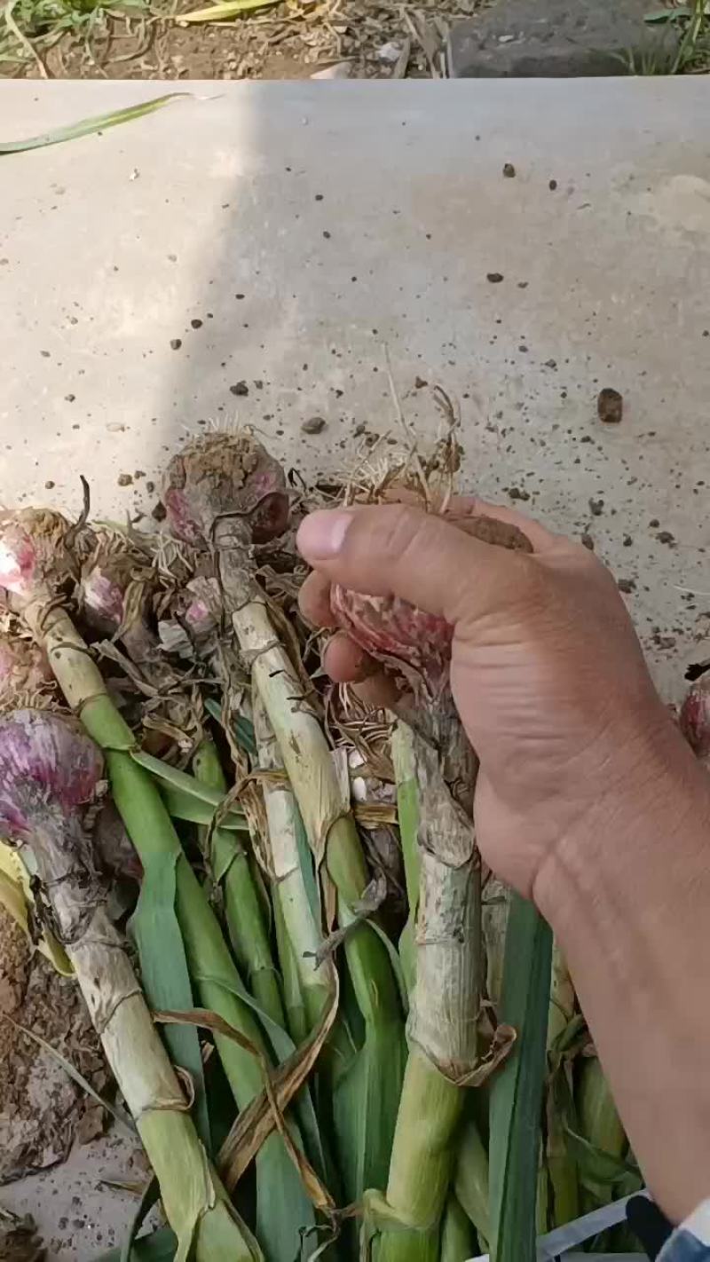 大蒜好货50起到80