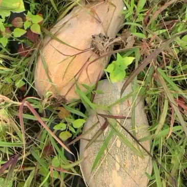 大量供应蜜本南瓜