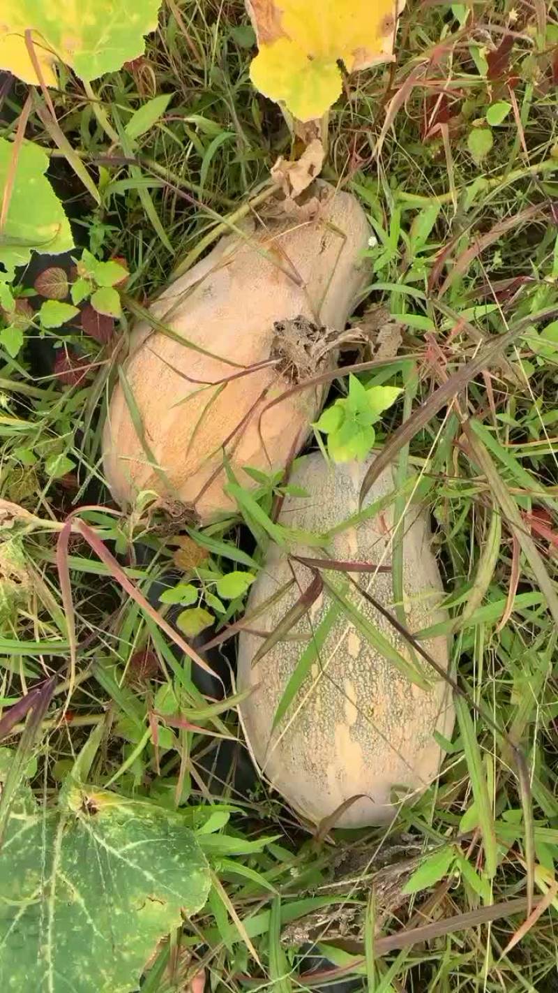 大量供应蜜本南瓜