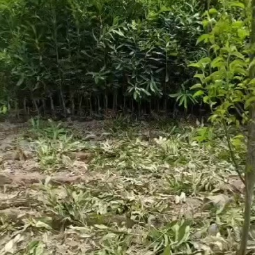 夏威夷果苗嫁接苗，100-200公分高