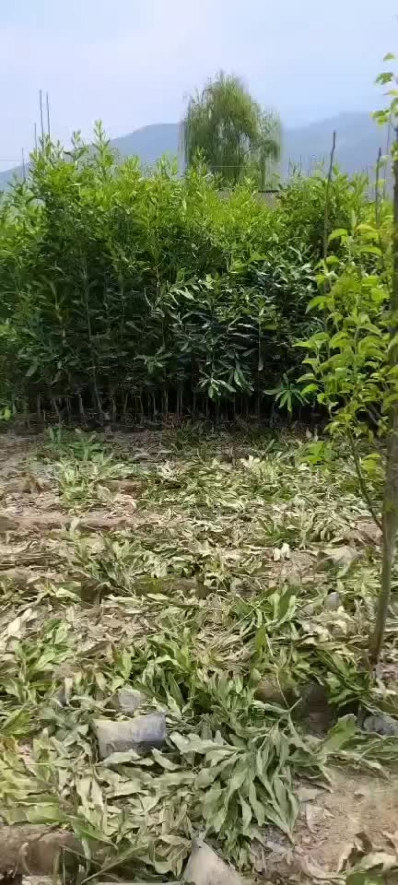 夏威夷果苗嫁接苗，100-200公分高