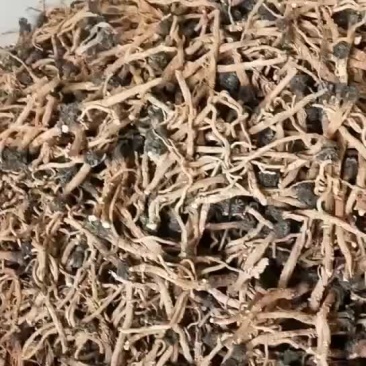 板蓝根