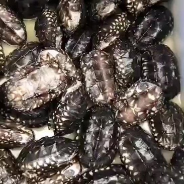 斑点龟，1两到3两，鱼缸观赏深水龟，健康全品！！