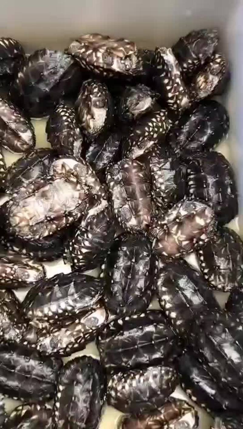 斑点龟，1两到3两，鱼缸观赏深水龟，健康全品！！