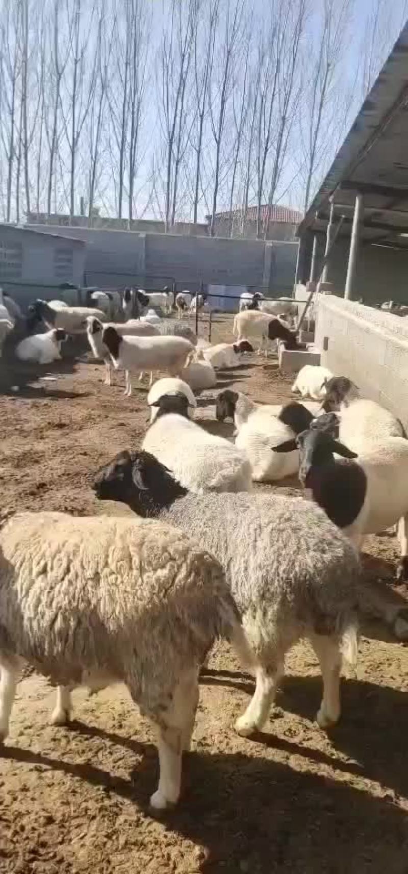 杜泊绵羊肉羊羊羔怀孕母羊杜泊种公羊黑头绵羊