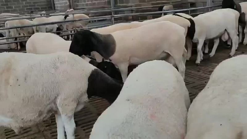 杜泊绵羊肉羊羊羔怀孕母羊杜泊种公羊黑头绵羊