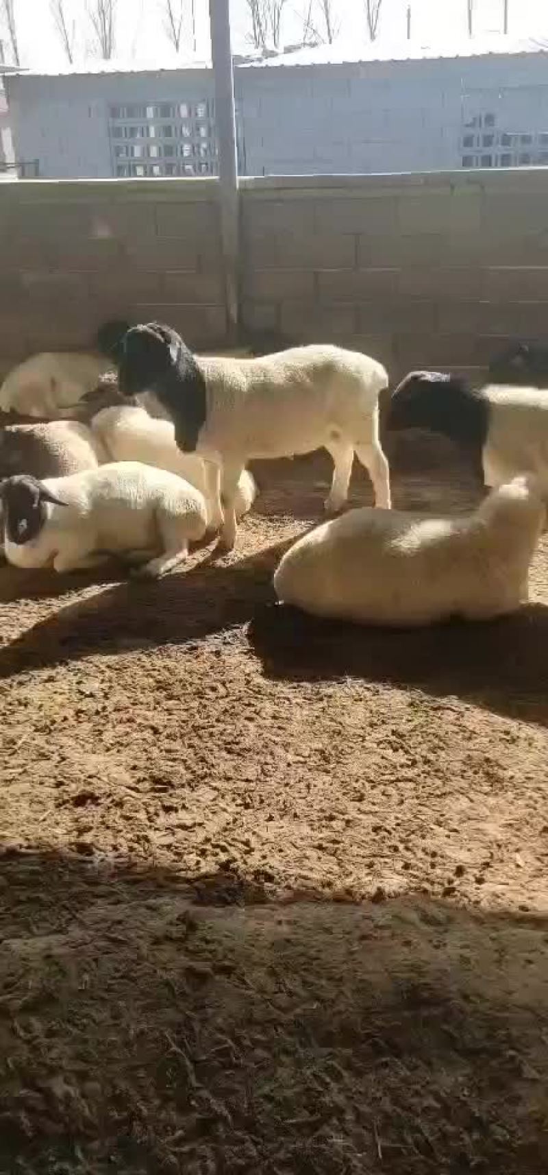 杜泊绵羊肉羊羊羔怀孕母羊杜泊种公羊黑头绵羊