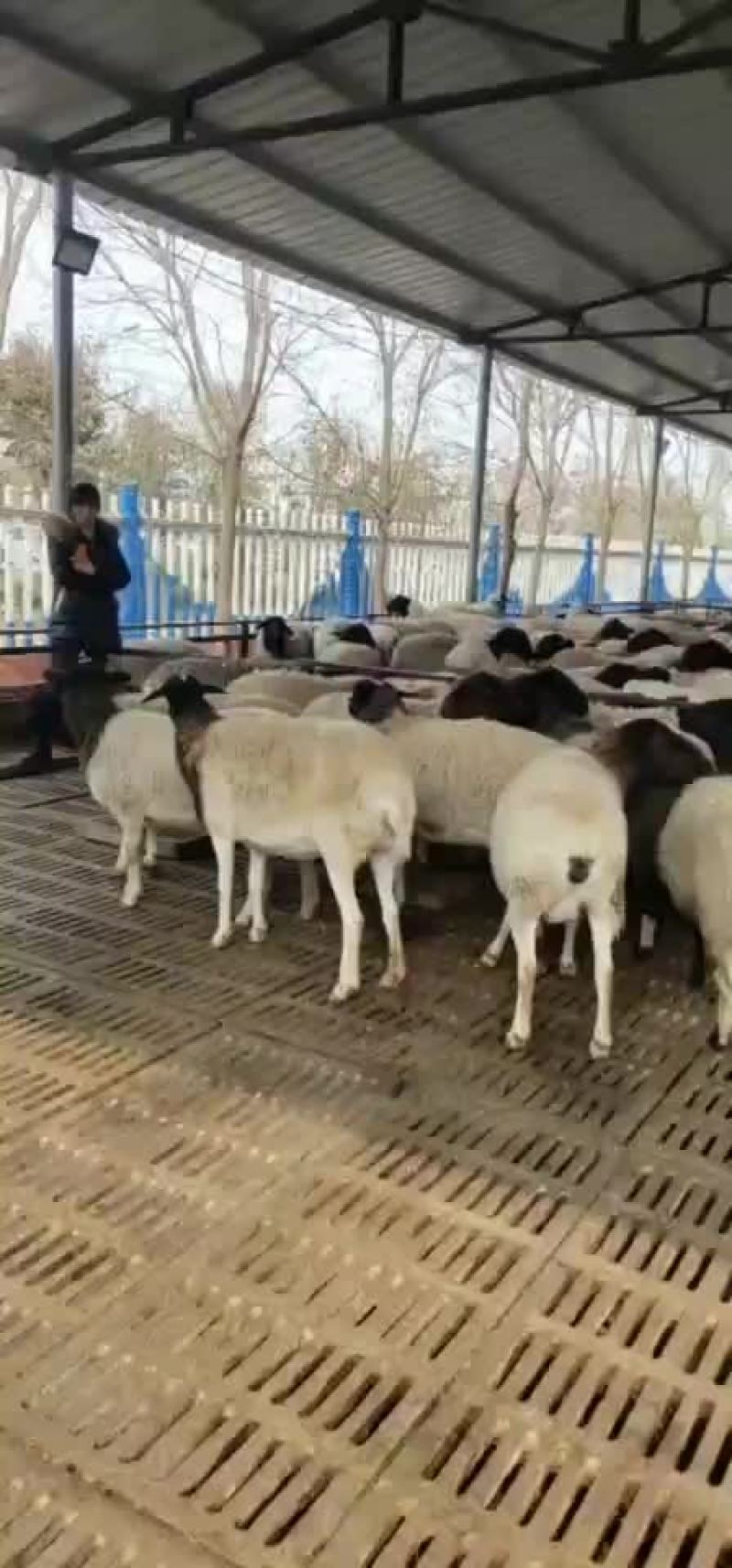 杜泊绵羊肉羊羊羔怀孕母羊杜泊种公羊黑头绵羊