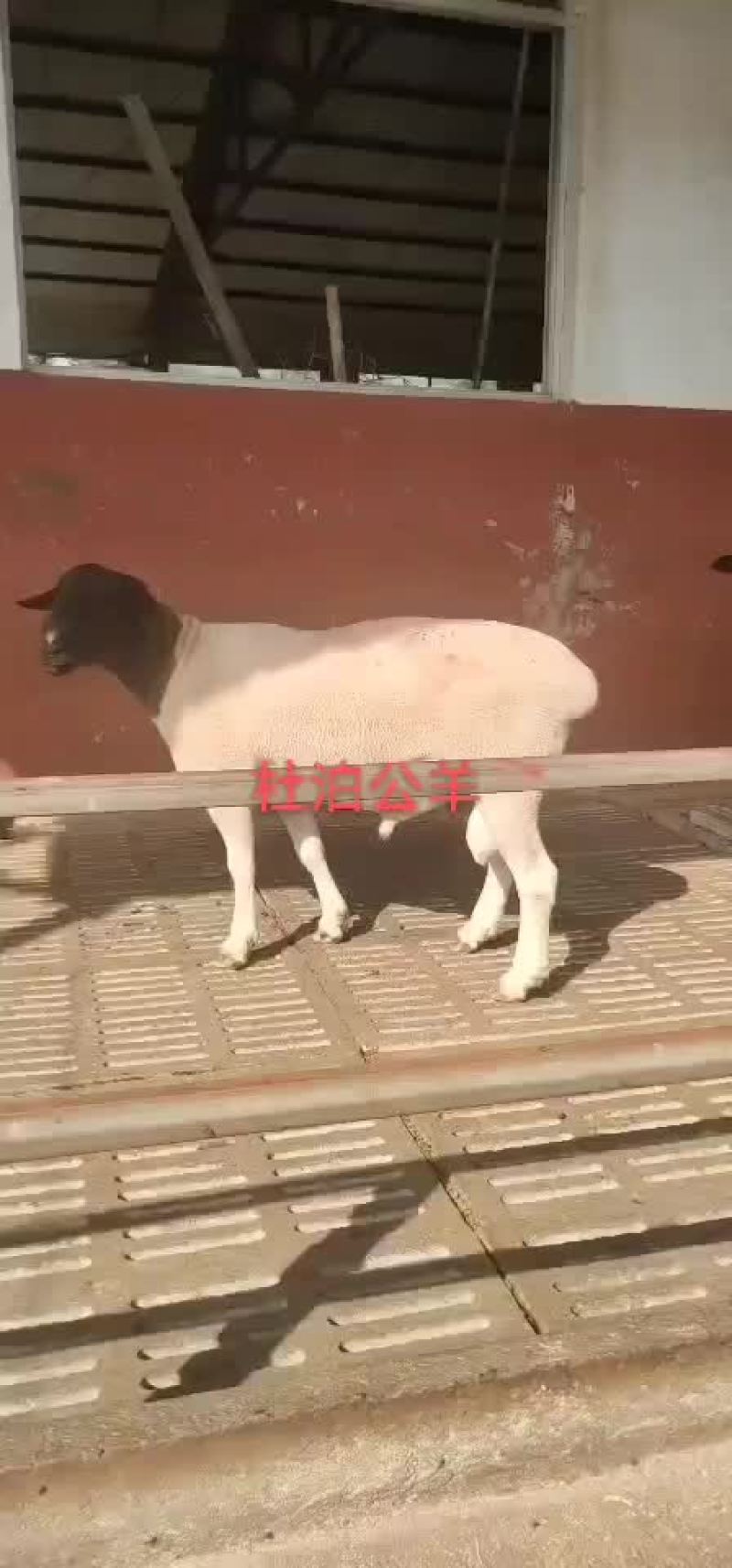 杜泊绵羊肉羊羊羔怀孕母羊杜泊种公羊黑头绵羊