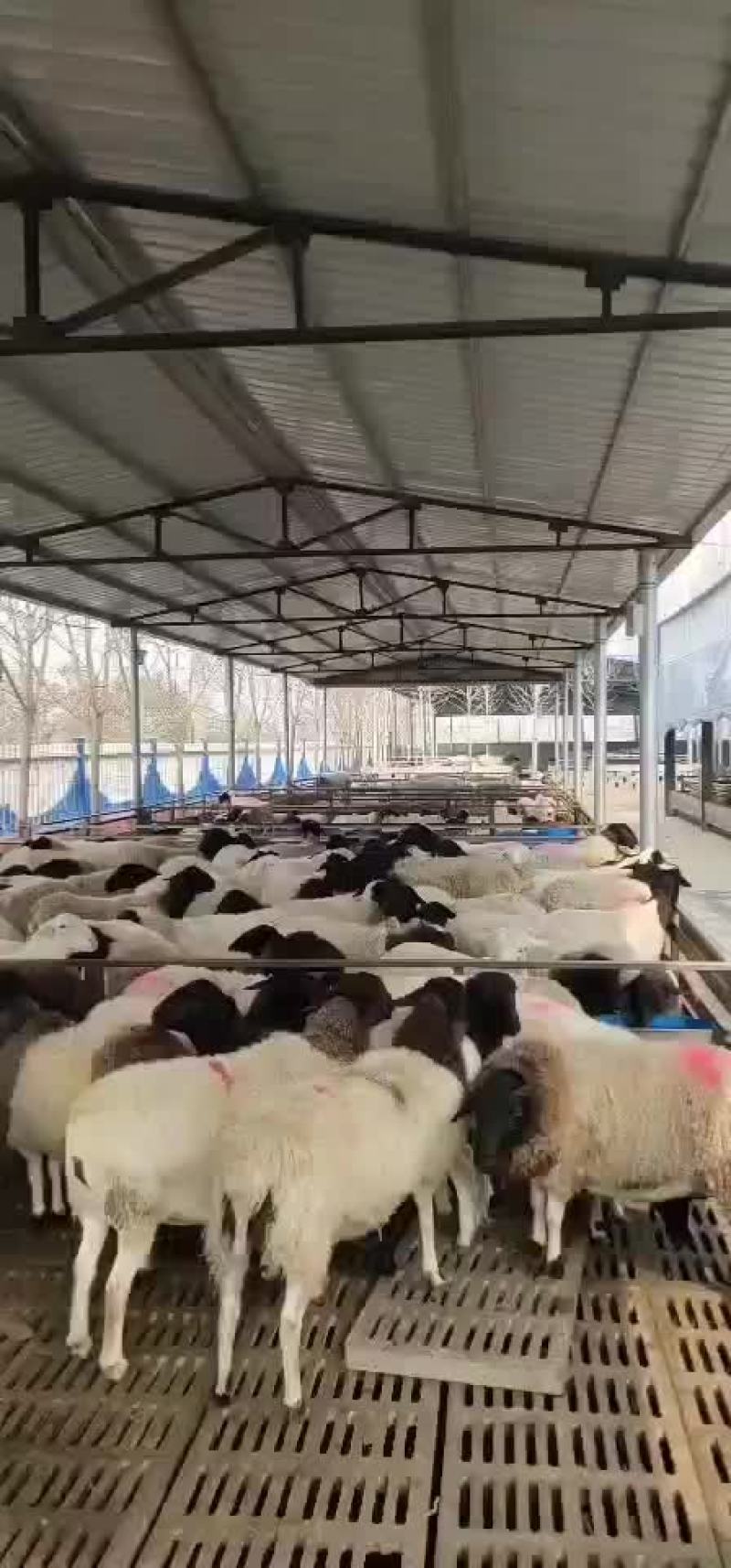 杜泊绵羊肉羊羊羔怀孕母羊杜泊种公羊黑头绵羊